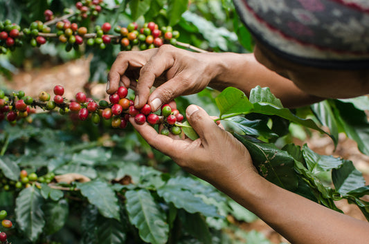 Popular Types of Coffee Beans, Their Origins, & What Makes Them Different